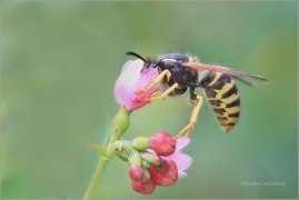 <p>VOSA OBECNÁ (Vespula vulgaris)   /Common wasp - Gemeine Wespe/</p>